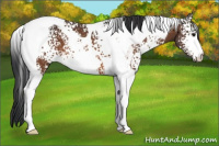 Horse Color:White Spotted Brown Tobiano 