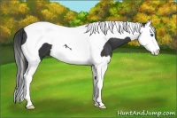 Horse Color:Black Splash Tobiano 