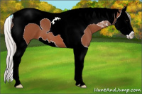 Horse Color:Silver Brown Roan Splash Tobiano