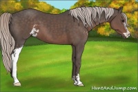 Horse Color:Silver Black Sabino 