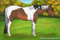 Horse Color:Bay Tobiano 