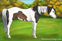 Horse Color:Brown Splash Tobiano