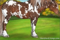 Horse Color:White Spotted Liver Chestnut Appaloosa 