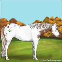 Horse Color:White Spotted Chestnut Sabino Splash Frame Appaloosa