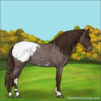 Horse Color:Liver Red Roan Appaloosa 