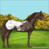 Horse Color:Liver Chestnut Appaloosa 