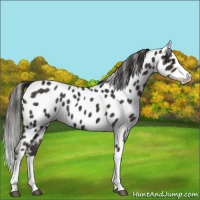 Horse Color:Liver Chestnut Splash Appaloosa 
