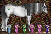 Horse Color:Black Splash Frame Appaloosa