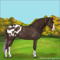 Horse Color:Liver Chestnut Splash Appaloosa 