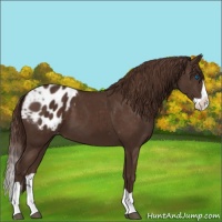 Horse Color:Liver Chestnut Splash Blanket 