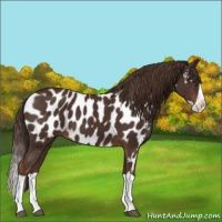 Horse Color:Liver Chestnut Splash Near Leopard 