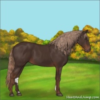 Horse Color:Liver Chestnut 