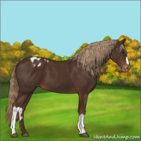 Horse Color:Liver Chestnut Appaloosa 
