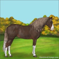 Horse Color:Liver Chestnut Splash Rabicano