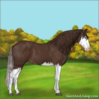Horse Color:Liver Chestnut Splash 