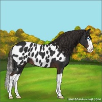 Horse Color:Liver Chestnut Splash Appaloosa 