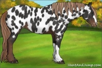 Horse Color:Liver Chestnut Near Leopard 