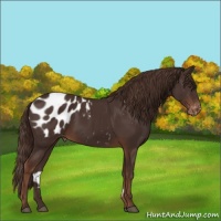 Horse Color:Liver Chestnut Appaloosa 