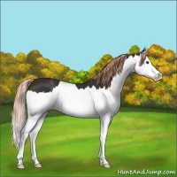 Horse Color:Liver Chestnut Splash Appaloosa 