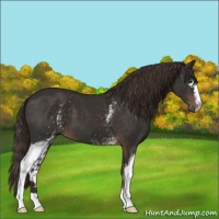Horse Color:White Spotted Liver Chestnut 