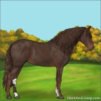 Horse Color:Liver Chestnut 