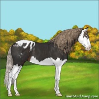Horse Color:Liver Chestnut Splash Appaloosa 
