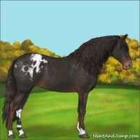 Horse Color:Liver Chestnut Appaloosa 