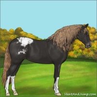 Horse Color:Liver Chestnut Appaloosa 
