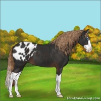 Horse Color:Liver Chestnut Splash Appaloosa 