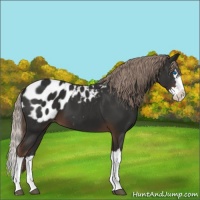 Horse Color:Liver Chestnut Sabino Splash Appaloosa 