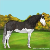 Horse Color:Liver Chestnut Sabino Splash 