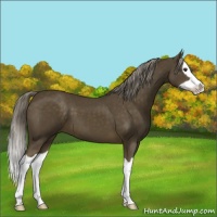 Horse Color:Chocolate Palomino Splash