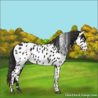 Horse Color:Liver Chestnut Appaloosa Rabicano 