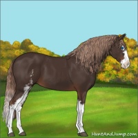Horse Color:White Spotted Liver Chestnut Splash 
