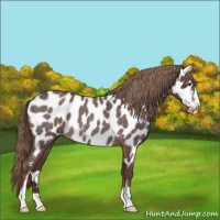 Horse Color:Liver Red Roan Sabino Near Leopard Rabicano 