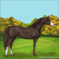 Horse Color:Liver Chestnut Appaloosa 