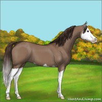 Horse Color:Liver Red Dun Splash 