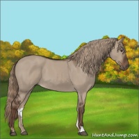 Horse Color:Liver Red Dun Roan 