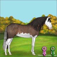 Horse Color:Liver Chestnut Splash 