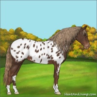 Horse Color:Liver Chestnut Blanket 