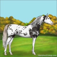 Horse Color:White Spotted Liver Chestnut Splash Blanket 