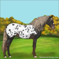 Horse Color:Liver Chestnut Appaloosa 