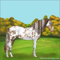 Horse Color:White Spotted Liver Chestnut Pearl Near Leopard 