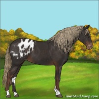 Horse Color:Liver Chestnut Appaloosa