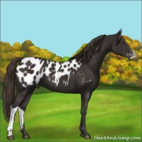 Horse Color:Liver Chestnut Near Leopard 