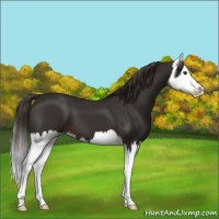 Horse Color:Liver Chestnut Splash 