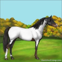 Horse Color:Liver Chestnut Appaloosa