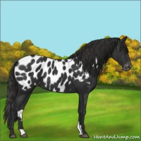 Horse Color:Liver Chestnut Blanket Rabicano 