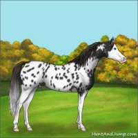 Horse Color:Liver Chestnut Splash Appaloosa 