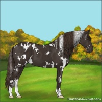 Horse Color:White Spotted Liver Chestnut 